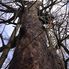 Forty Hall, Enfield, London - Bat Surveys of Trees image #2